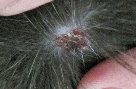 У кота на голове и шее коросты – причины и способы лечения