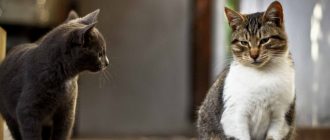 В каком возрасте котята начинают ходить в туалет и есть самостоятельно
