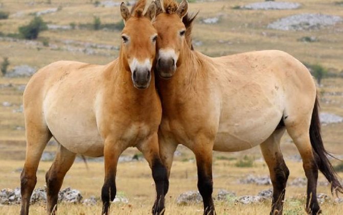 Заповедник Оренбургский, лошади Пржевальского