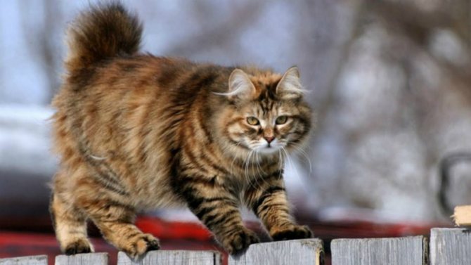 Здоровый курильский бобтейл